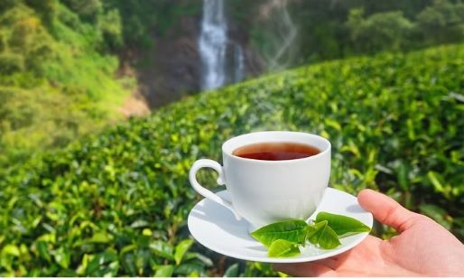 Gurukrupa Tea Franchise in India